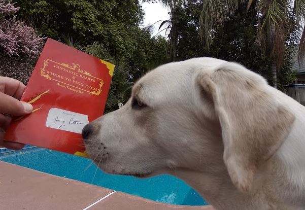 “Fantastic Beasts” Teaser&nbsp;Trailer