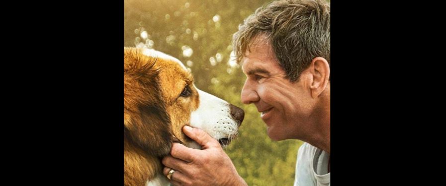 “A Dog’s Journey” Movie&nbsp;Review