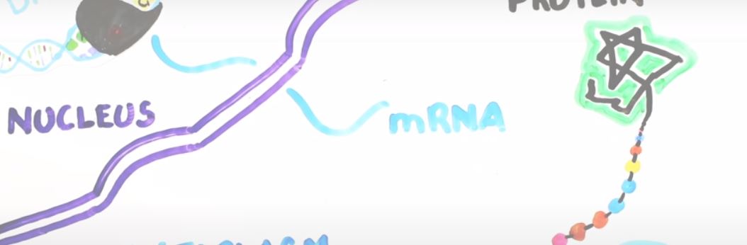 STEM / STEAM: How the Pfizer COVID 19 Vaccine Works (mRNA)